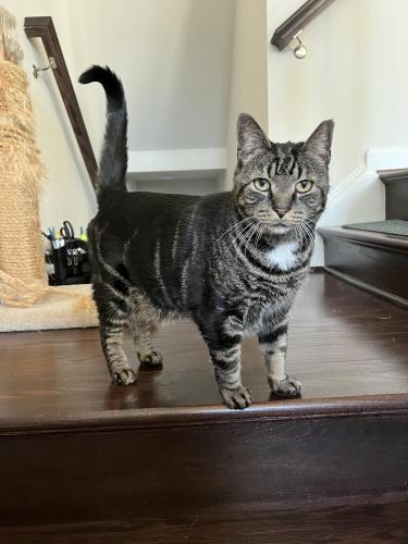 Lost Male Cat last seen Shipley Homestead, Annapolis & Ridge Roads, Anne Arundel County, MD 21076