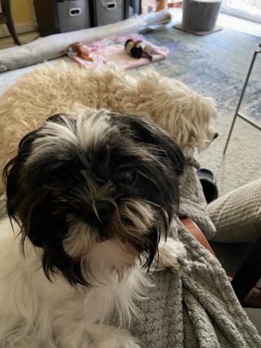 Lost Female Dog last seen White horse pike and Mouldy Ave, Lawnside, NJ 08045