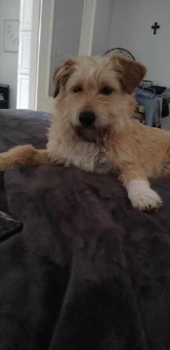 Lost Male Dog last seen Roberts cemetery and Nichols sawmill Rd , Hockley, TX 77447