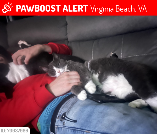 Lost Male Cat last seen Indian river rd & military hwy, neighborhood directly behind the 711, Virginia Beach, VA 23464