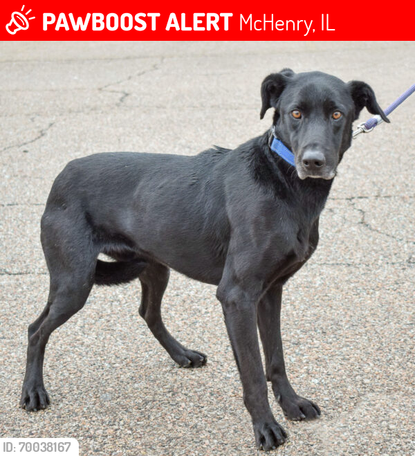 Lost Male Dog last seen Near North Ave, McHenry, IL, 60050, McHenry, IL 60050