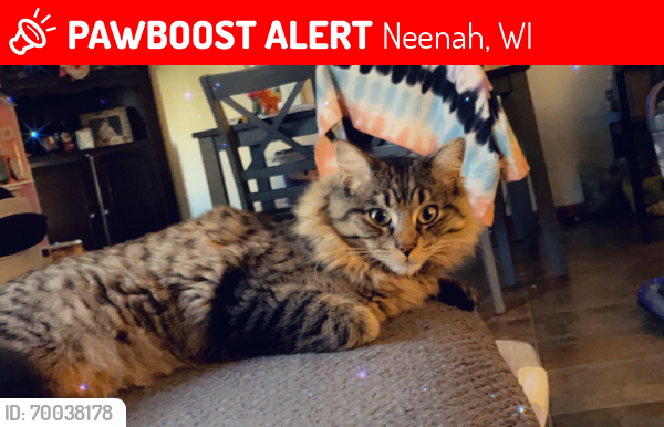 Lost Male Cat last seen Main Street Neenah wi, Neenah, WI 54956