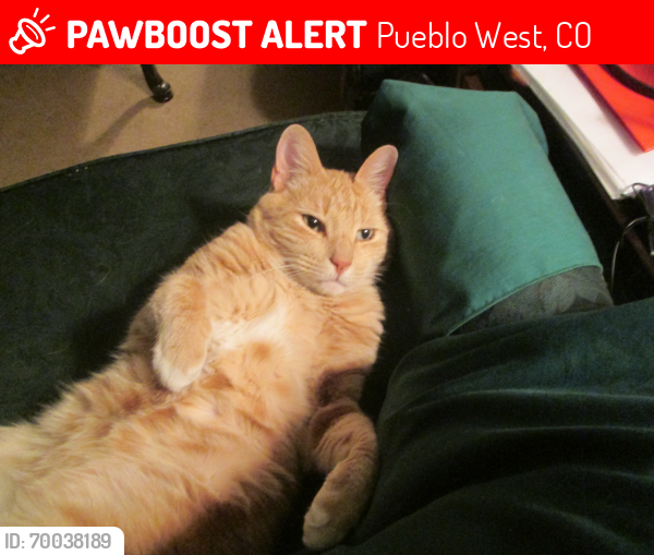 Lost Male Cat last seen E Latimer, Pueblo West, Pueblo West, CO 81007