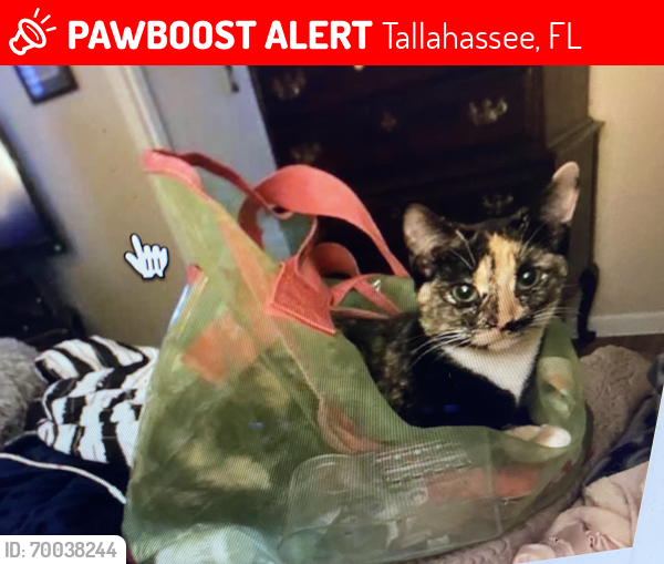 Lost Female Cat last seen Panther Lane/Canopy Subdivision, Tallahassee, FL 32308