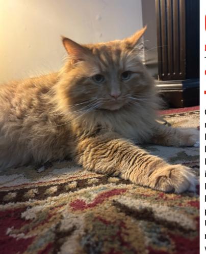 Lost Male Cat last seen East hills drive , New Canaan, CT 06840