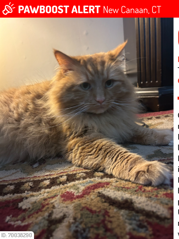 Lost Male Cat last seen New canaan, New Canaan, CT 06840