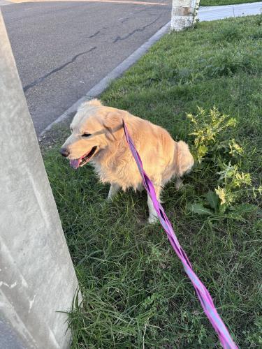 Found/Stray Male Dog last seen Harlingen tx, Harlingen, TX 78550