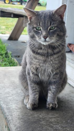 Lost Male Cat last seen Ohio Ave & Holston Ave, Erwin, TN 37650