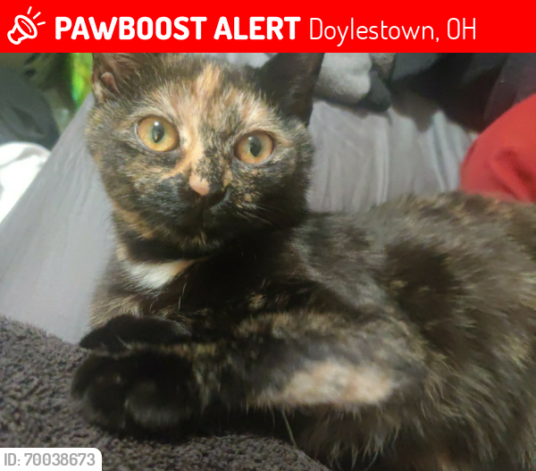 Lost Female Cat last seen High street and Jackson, Doylestown, OH 44230