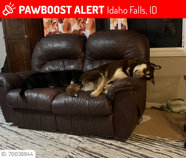 Lost Female Dog last seen 25th E and 113th N, Idaho Falls, ID 83401
