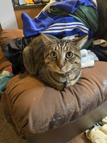 Lost Male Cat last seen Bethel and Friendly Grove, Olympia, WA 98506