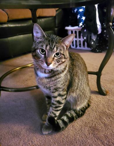Lost Male Cat last seen State route 29, Monroe Township, OH 43140