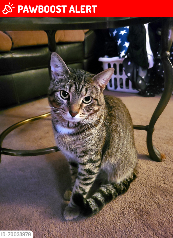 Lost Male Cat last seen State route 29, Monroe Township, OH 43140
