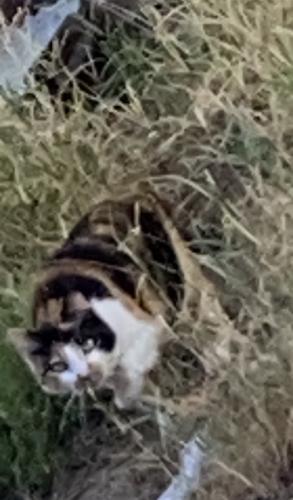 Lost Female Cat last seen 63rd Ave and Campbell Rd, Phoenix, AZ 85033