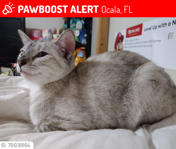 Lost Female Cat last seen Good Sam Motors, Ocala Drive in, in Roosevelt Subdivision, Ocala, FL 34480