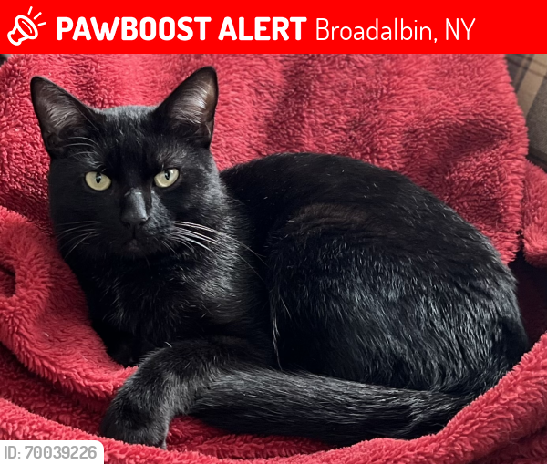 Lost Male Cat last seen Bridge Street, Broadalbin, NY 12025