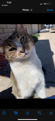Lost Female Cat last seen Near , Glendale, AZ 85301