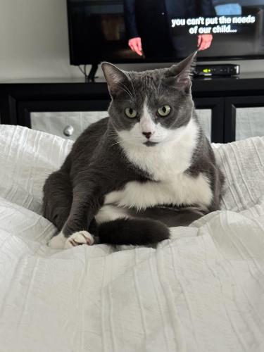 Lost Female Cat last seen Jefferson and Lake St, Chicago, IL 60661