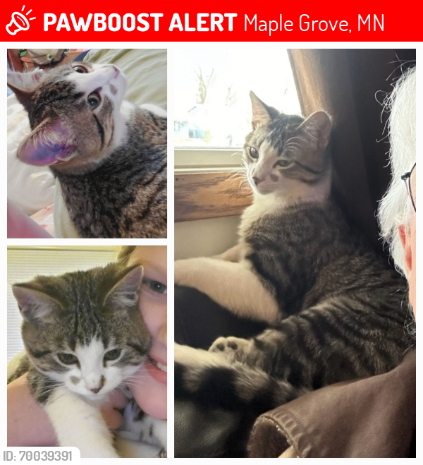Lost Male Cat last seen 93rd and ranchview ln n, Maple Grove, MN 55311