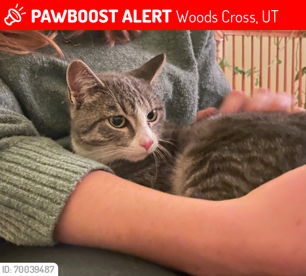 Lost Male Cat last seen Mountain View neighborhood in Woods Cross, Woods Cross, UT 84010
