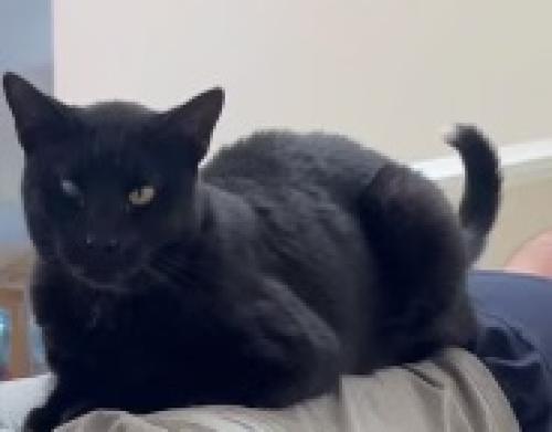 Lost Male Cat last seen Black Mountain Road and Maler Rd 92129, San Diego, CA 92129