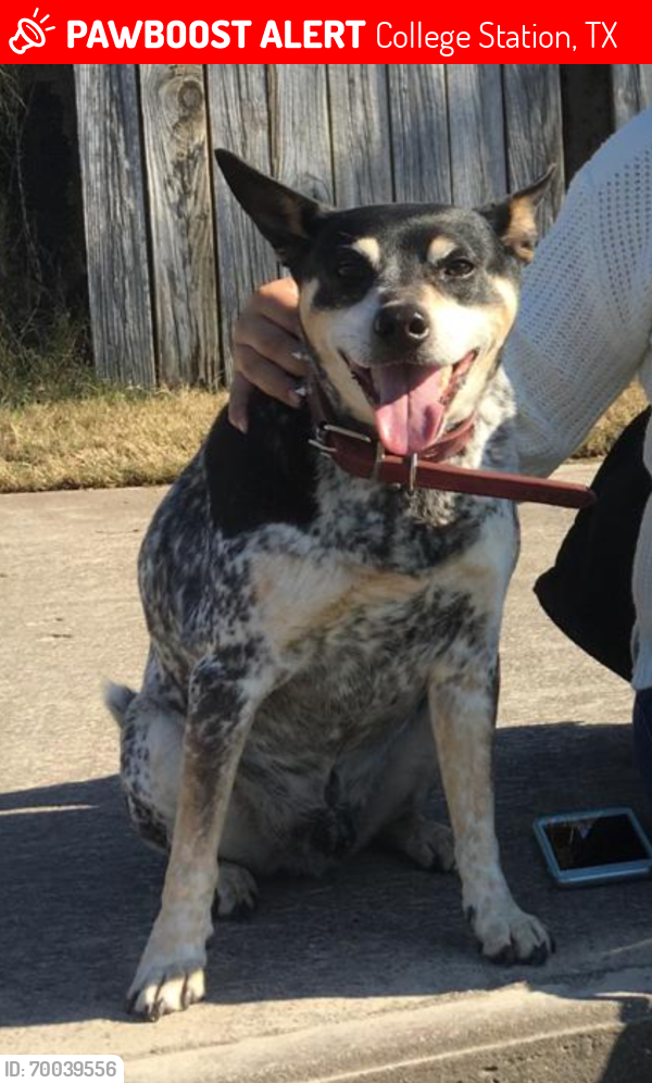 Lost Male Dog last seen Baywood Ct , College Station, TX 77845