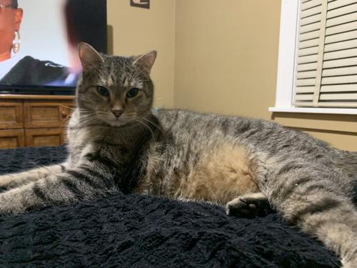Lost Male Cat last seen Snowmass Ln and Challenge Rd, Muncie, IN 47304