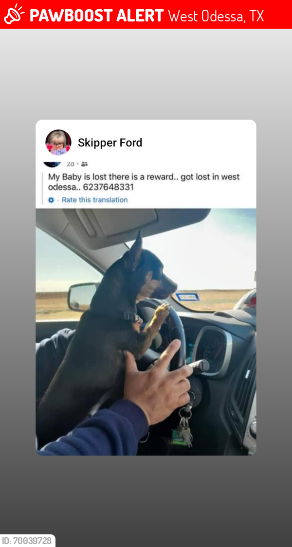Lost Female Dog last seen Gasolinera de la salida Moos, West Odessa, TX 79764