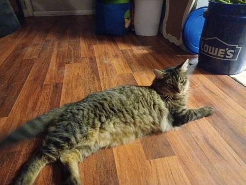 Lost Male Cat last seen South 14th Avenue, Paragould, AR 72450