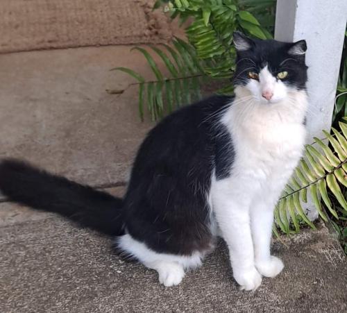 Lost Male Cat last seen Hāloa Drive, Foster Village, Honolulu, HI 96818