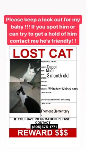 Lost Male Cat last seen Fremont tot park, Oxnard, CA 93030
