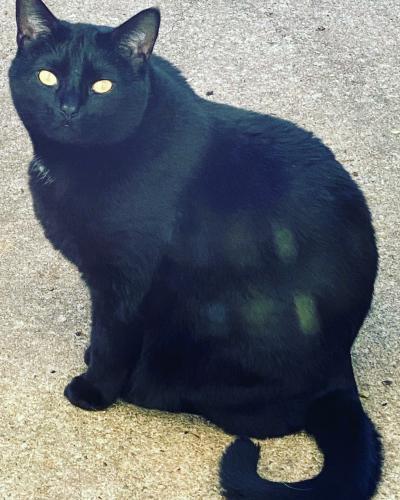 Lost Male Cat last seen Stoneville coin laundry , Stoneville, NC 27048