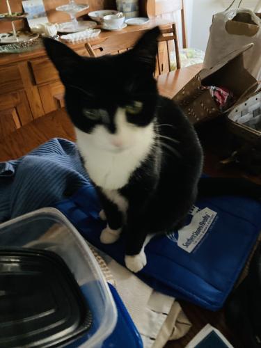 Lost Male Cat last seen Sweetbriar and Radcliffe, College Park, MD 20740