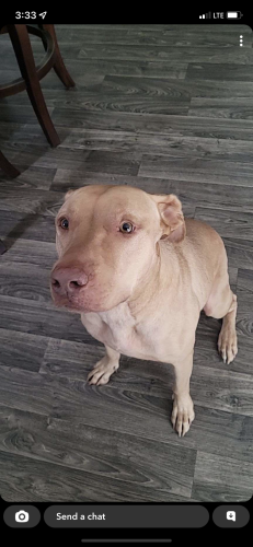 Lost Male Dog last seen Ferguson rd and standing springs rd, Piedmont, SC 29673