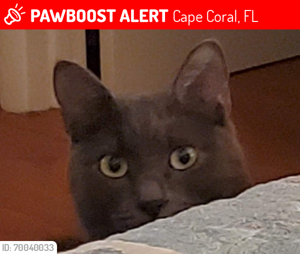 Lost Male Cat last seen Behind the circle K on Del Prado, Cape Coral, FL 33904