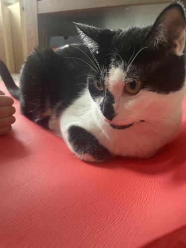 Lost Male Cat last seen Pleasant Ave, Fairfield, OH 45014