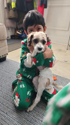 Lost Female Dog last seen Central Park and Bryn Mawr Ave, Chicago, IL 60659