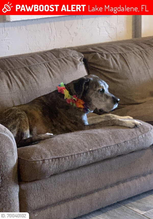 Lost Male Dog last seen W Bearss Ave & Lake Magdalene Blvd (Bearss Grove) Carrollwood, Tampa, Fl, Lake Magdalene, FL 33618
