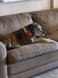 Lost Male Dog last seen W Bearss Ave & Lake Magdalene Blvd (Bearss Grove) Carrollwood, Tampa, Fl, Lake Magdalene, FL 33618