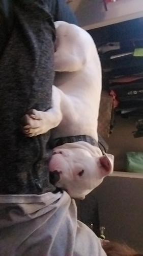 Lost Male Dog last seen Hwy 174, Mount Vernon, MO 65712