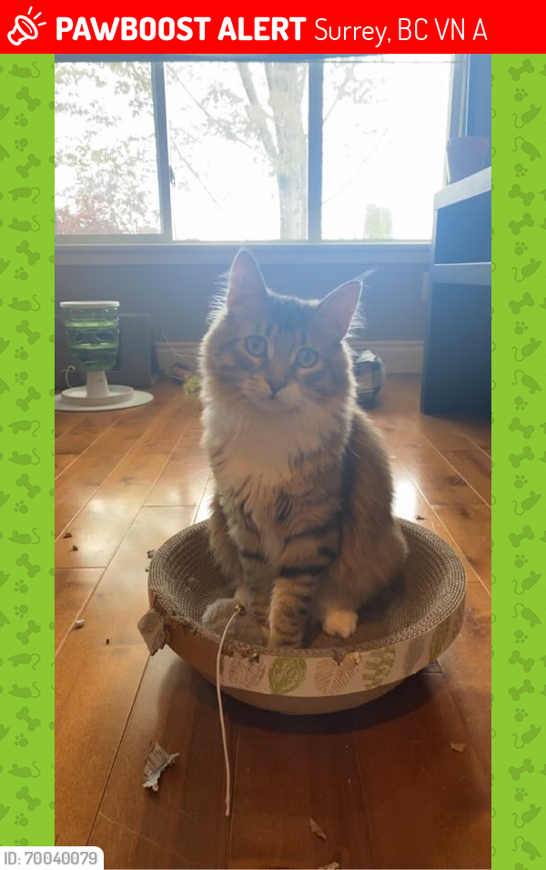 Lost Male Cat last seen Near street and 70 ave, Surrey, BC V4N 0A6