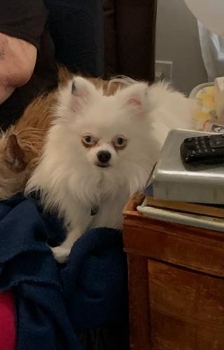 Lost Male Dog last seen West of the TA near Green Rd and Rt 66, Moriarty, NM 87035