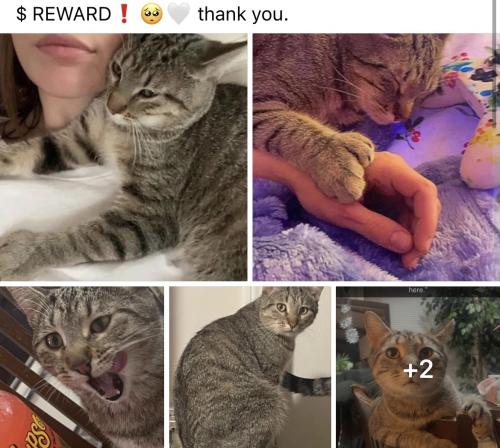 Lost Male Cat last seen Kettering, Sloan, or Durant heights or Helen, Morton, Nichols, Frank, Or Southampton ave, Grand Blanc, MI 48439