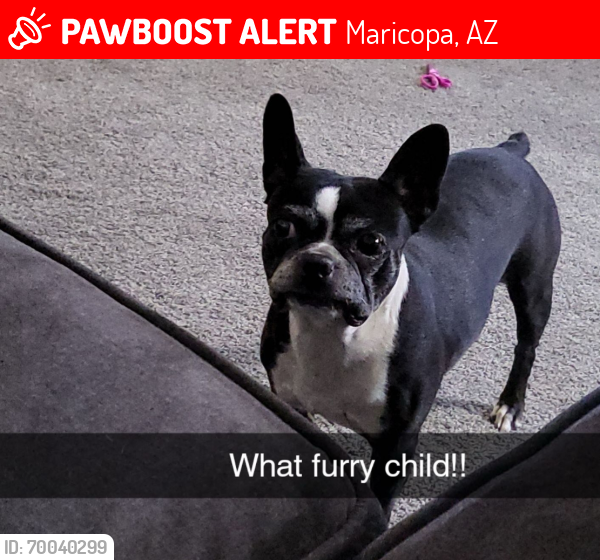 Lost Female Dog last seen Maricopa Grovess pkwy & Honeycutt, Maricopa, AZ 85138