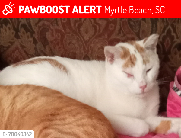 Lost Male Cat last seen N. Ocean Blvd near Magnolias restaurant , Myrtle Beach, SC 29577
