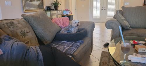 Lost Female Dog last seen Dogleg Drive  Prestwick Place, Lely Resort, FL 34113
