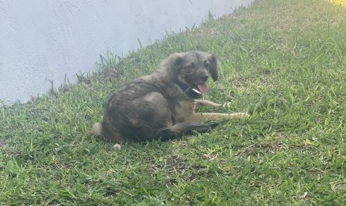 Lost Female Dog last seen Classic Casino/New Hollywood Reservation, Hollywood, FL 33021