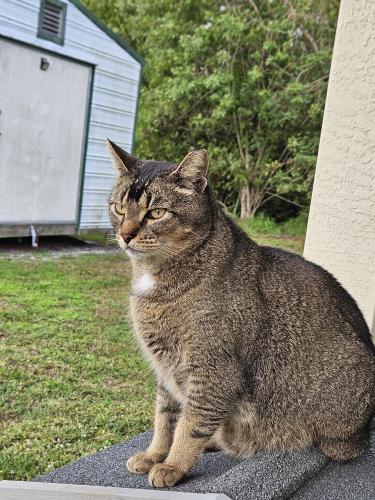 Lost Male Cat last seen SW College Park Rd and SW Hillsboro Circle, Port St. Lucie, FL 34953