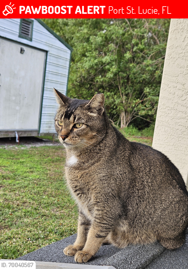 Lost Male Cat last seen SW College Park Rd and SW Hillsboro Circle, Port St. Lucie, FL 34953