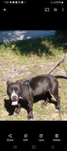 Lost Male Dog last seen Near newton ave so , St. Petersburg, FL 33701
